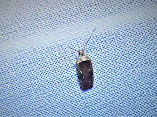 Réf. 310 702 : Agonopterix purpurea